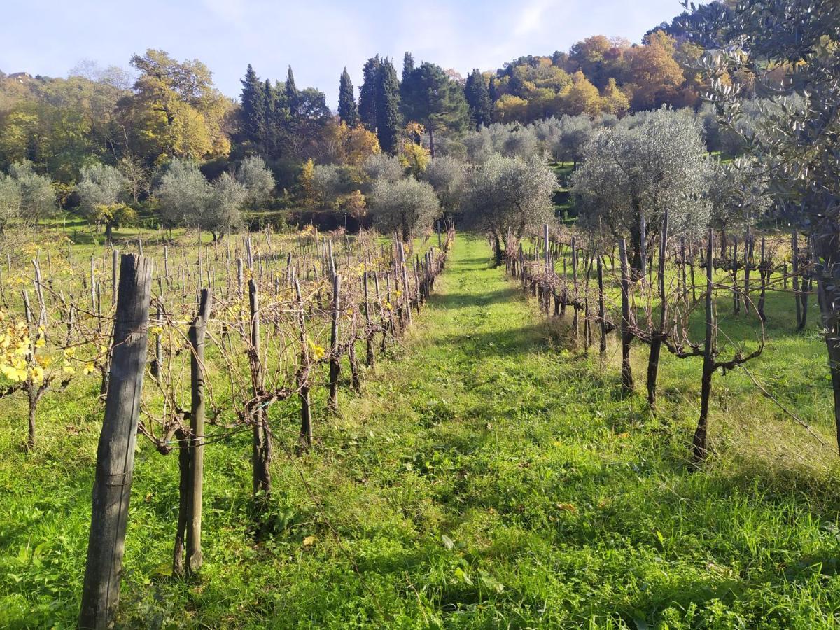 Fattoria Di Caticciano, Elegante Affittacamere Relax E Natura Vicino Firenze Pelago Exterior foto